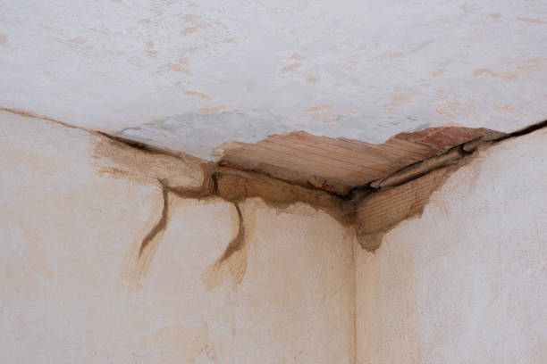 Best Basement water damage restoration  in Cactus Flats, AZ