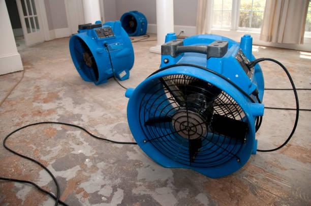 Best Flood restoration services  in Cactus Flats, AZ